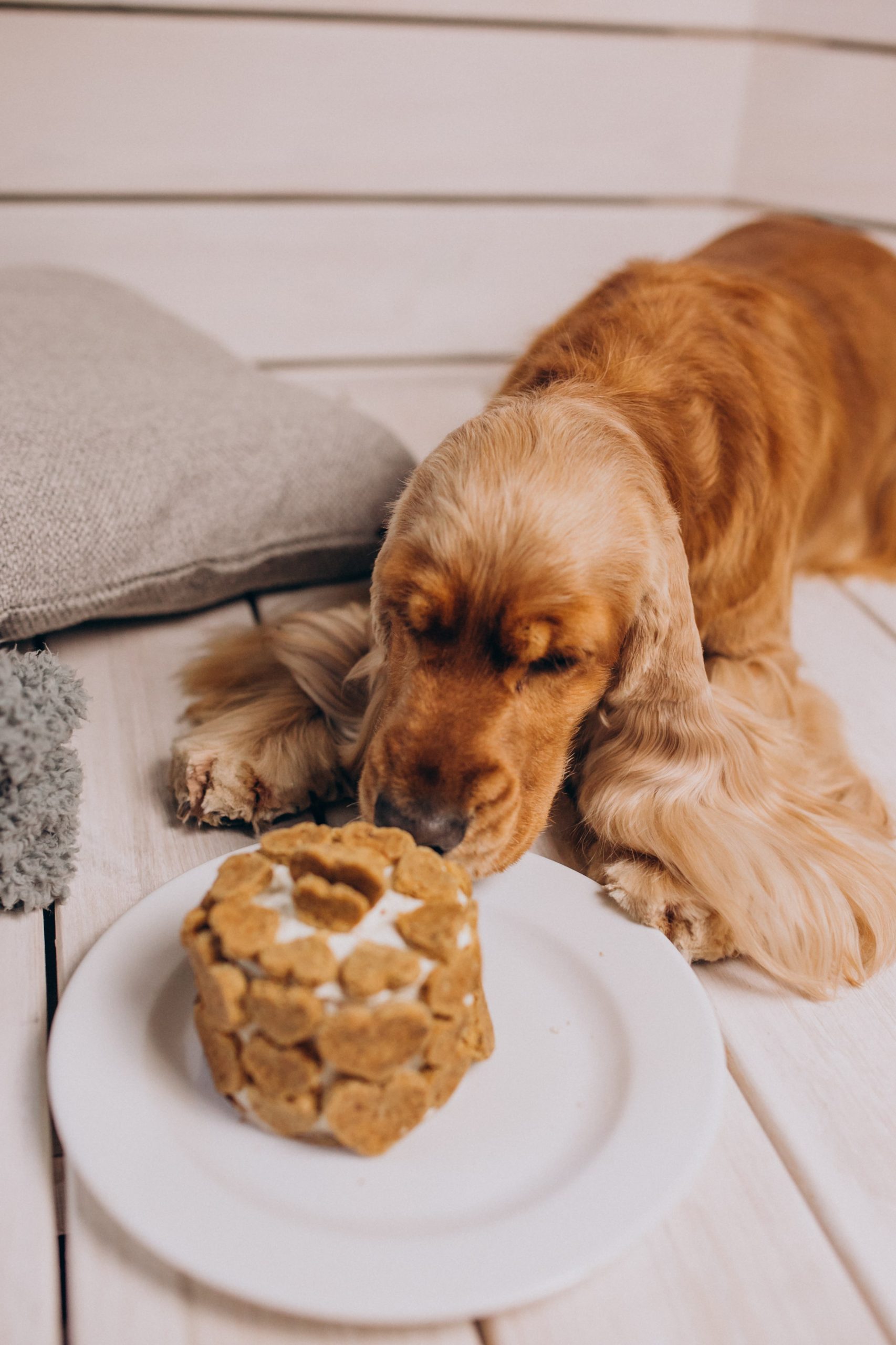 Cocker spaniel ligger ner och nosar på en tårta