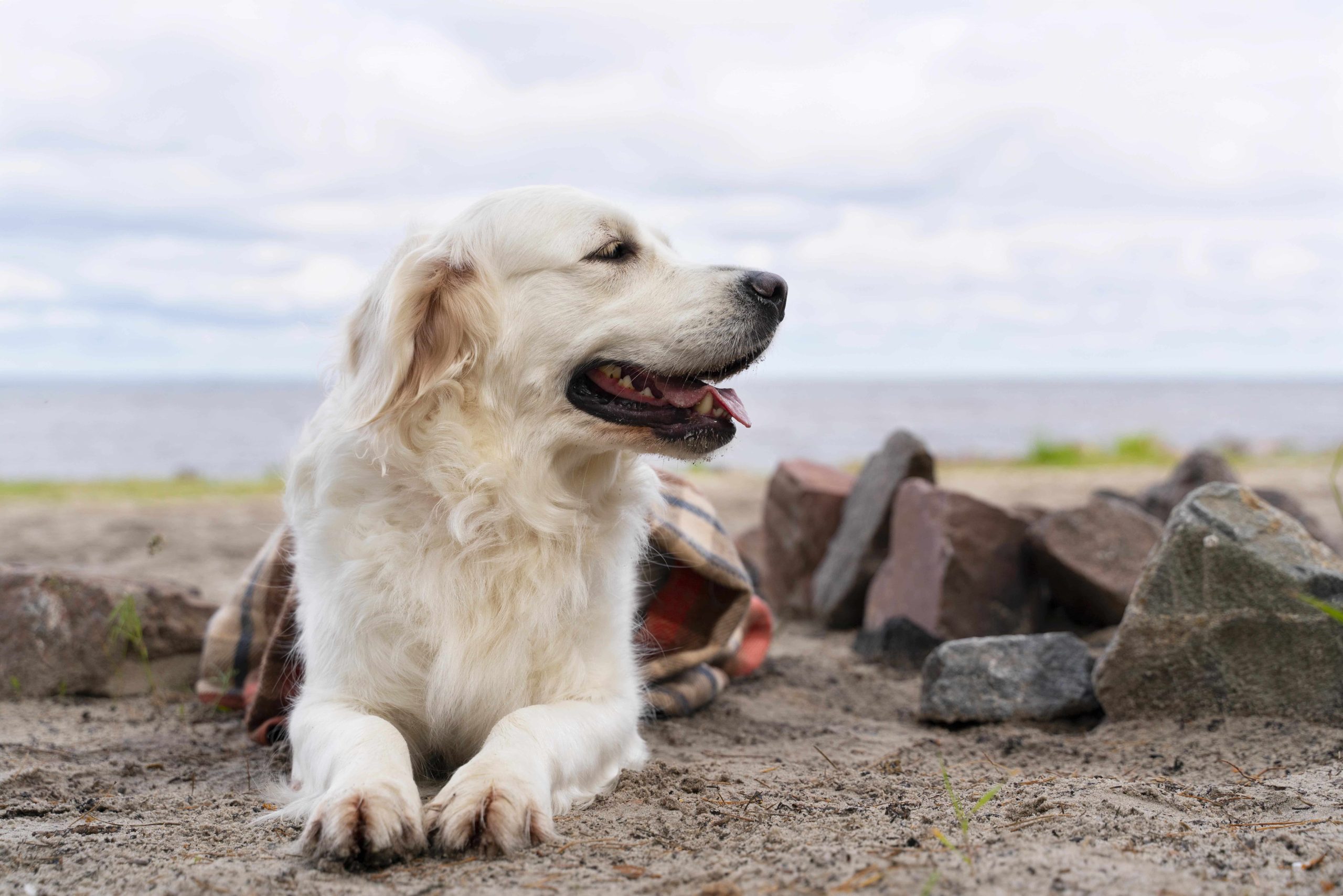 Golden retriever som ligger på stranden