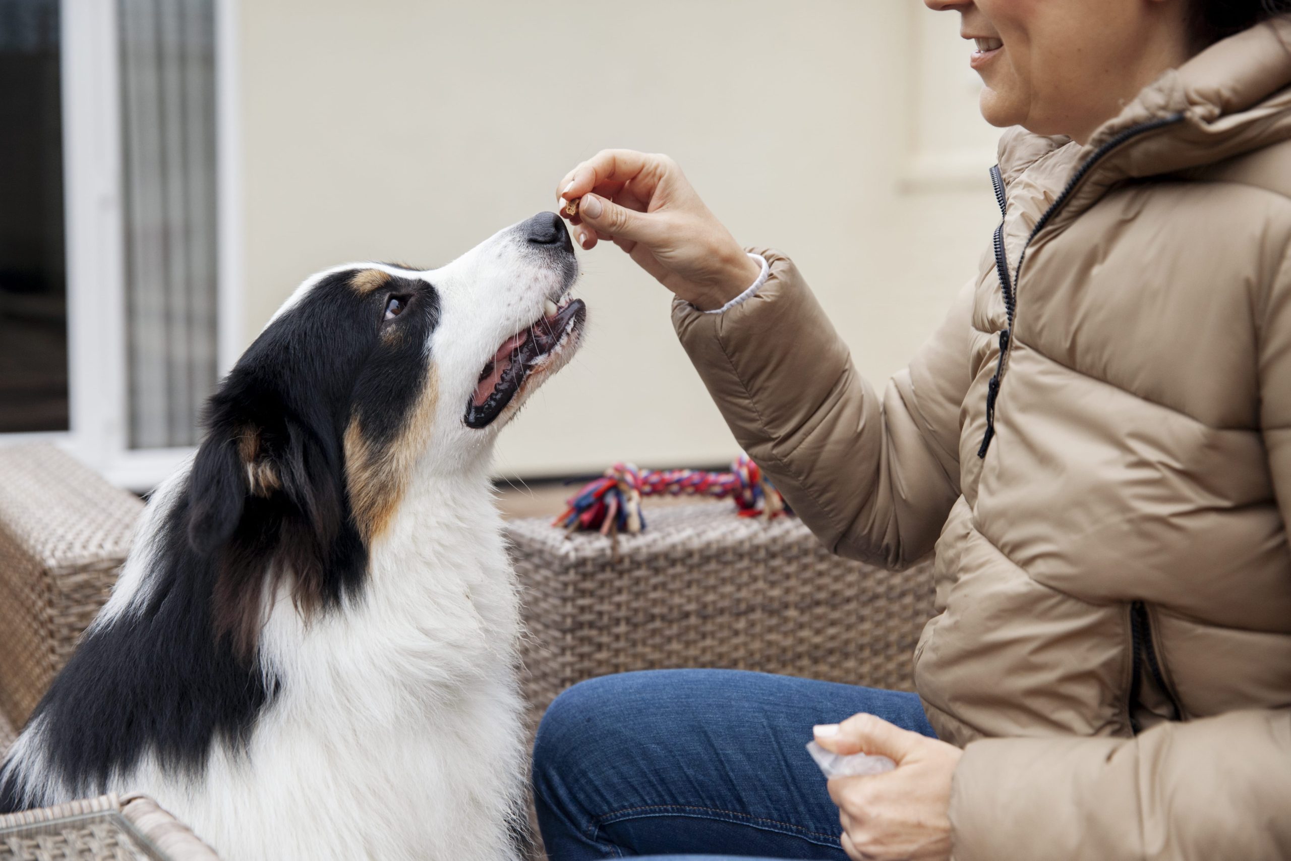 Hundgodis med leverpastej