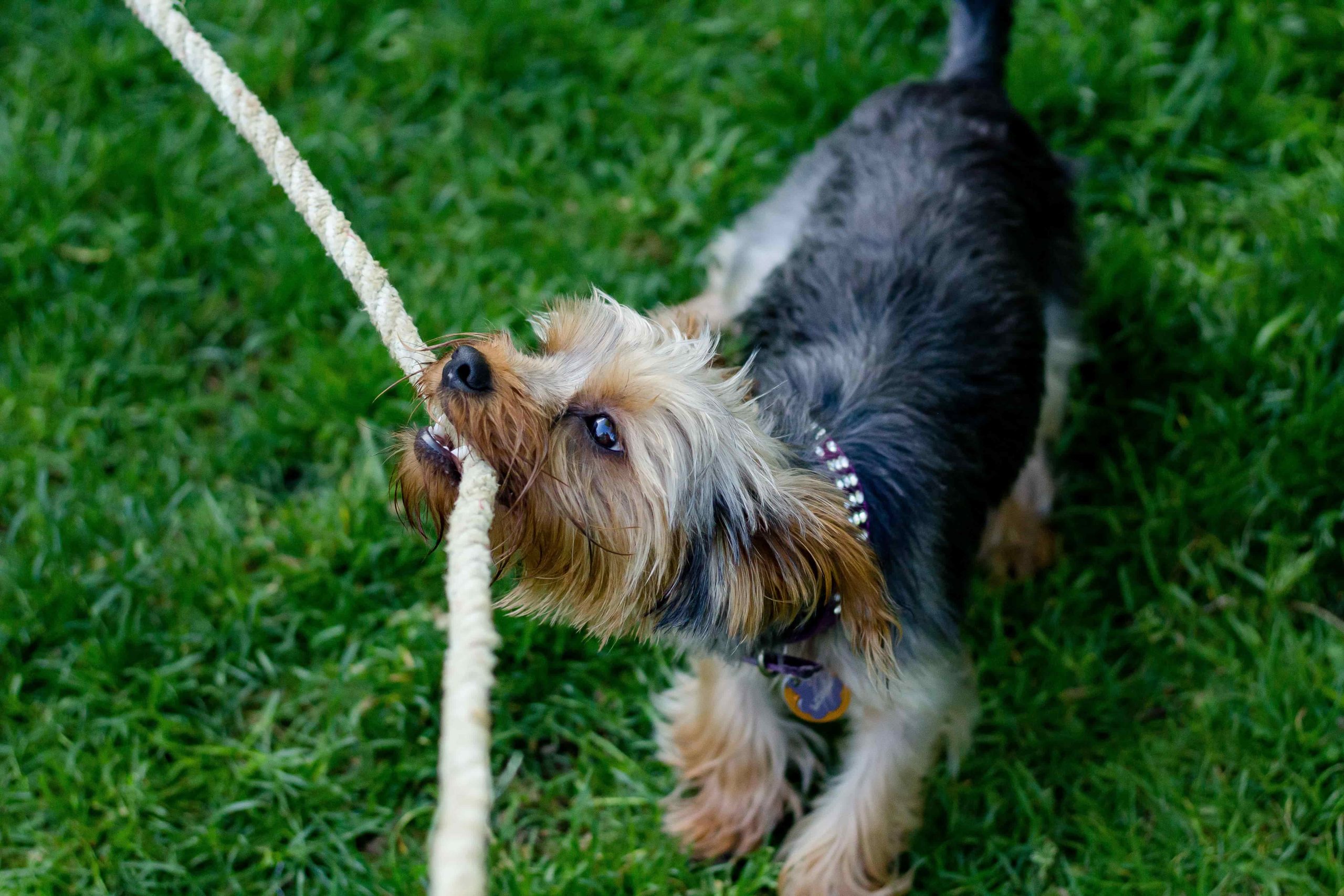 Yorkshire terrier som biter på ett rep