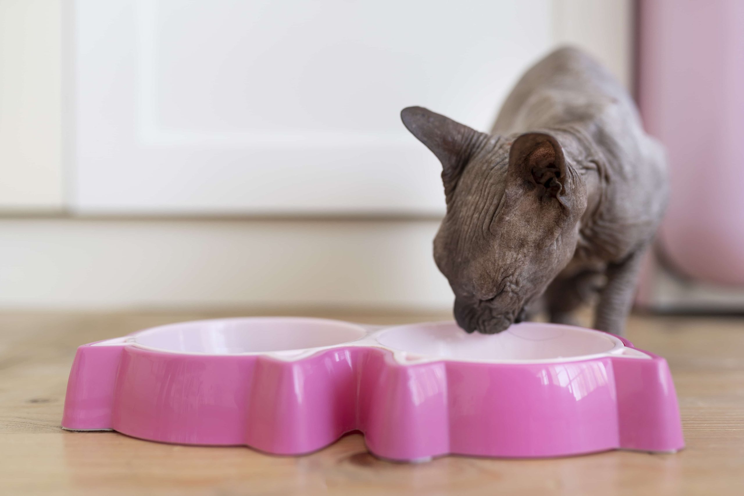 Katt sitter och äter från en rosa skål