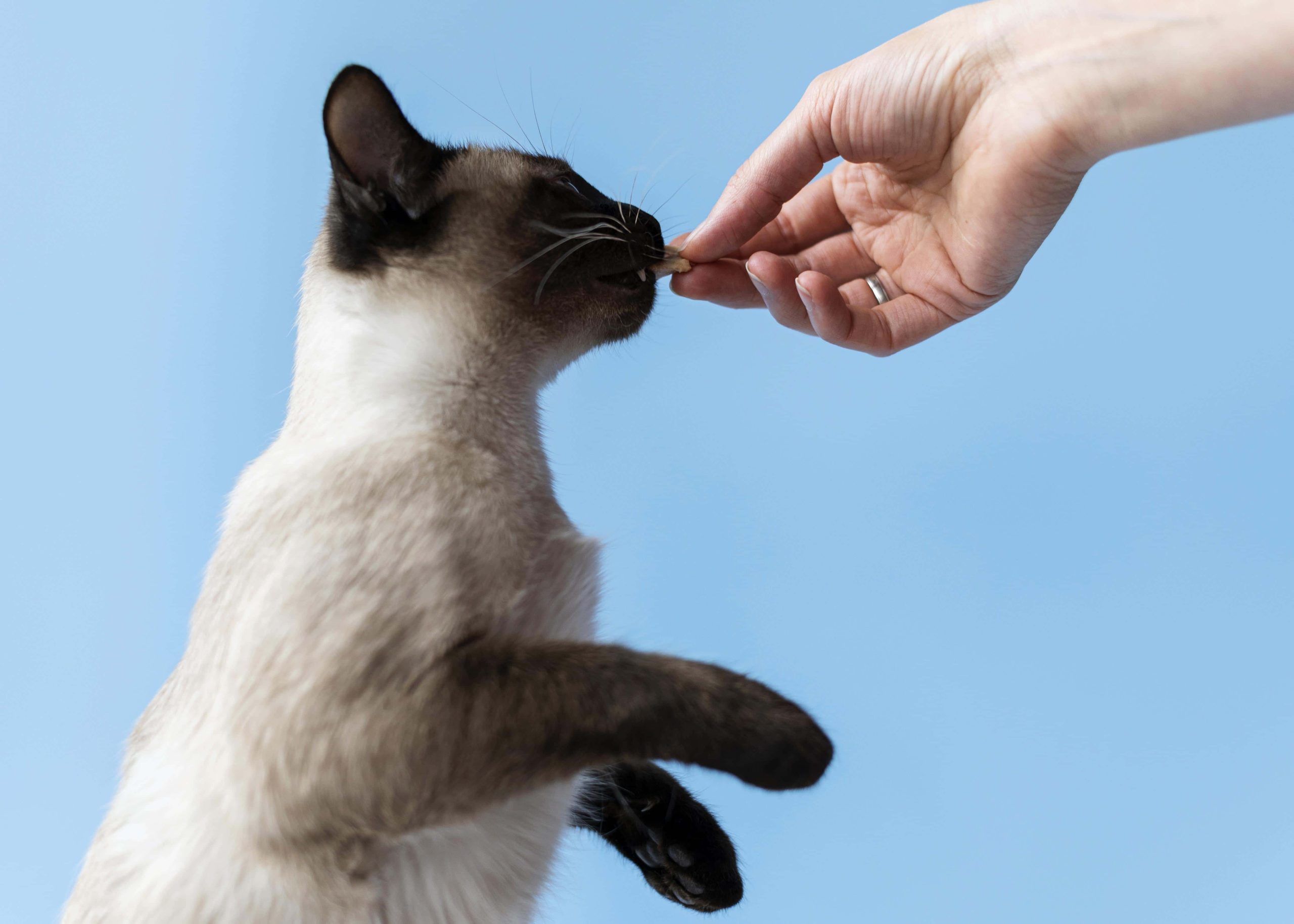 Katt står på bakben och nosar på godis som matte sträcker fram