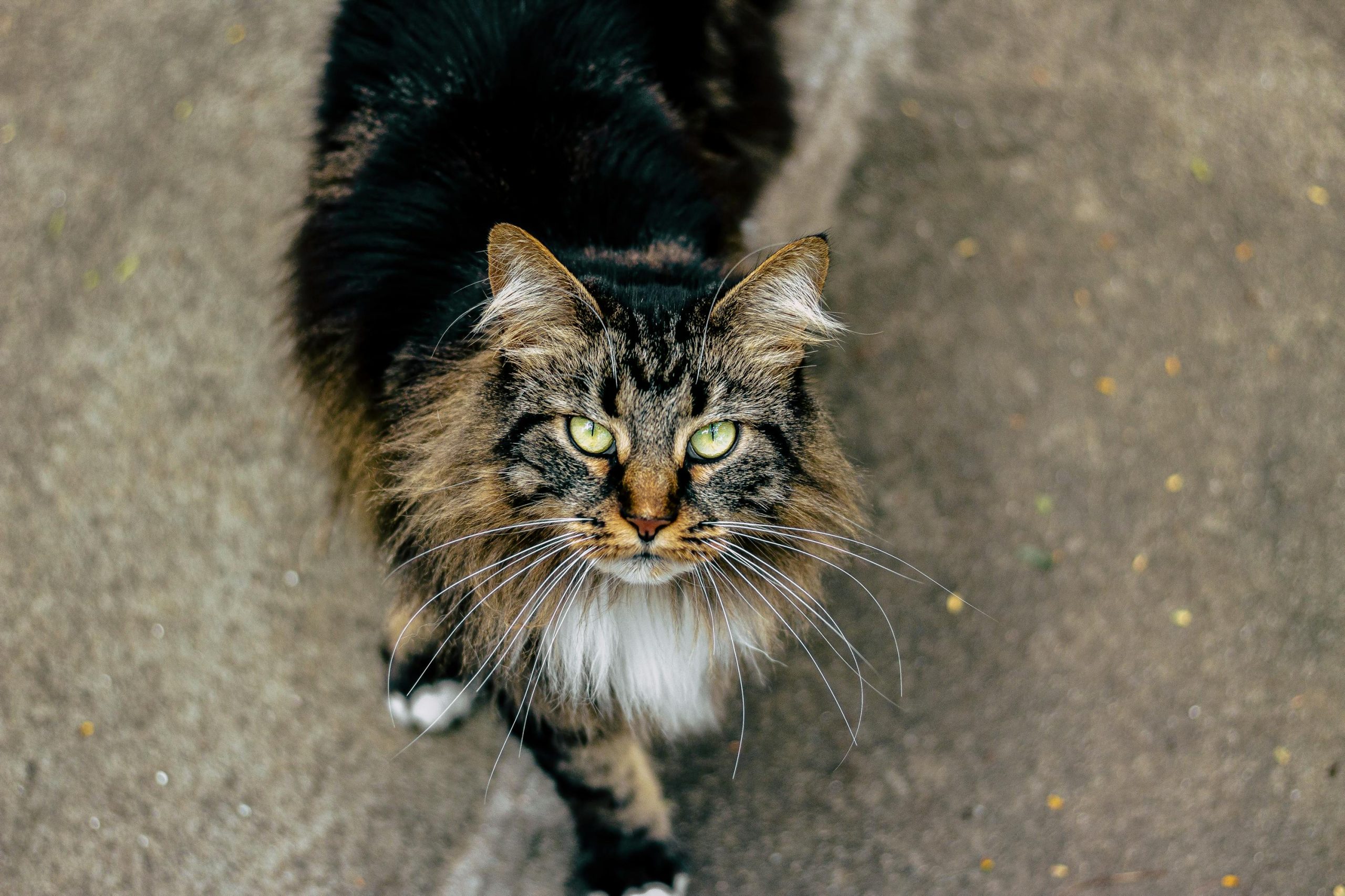 Långhårig katt som tittar upp