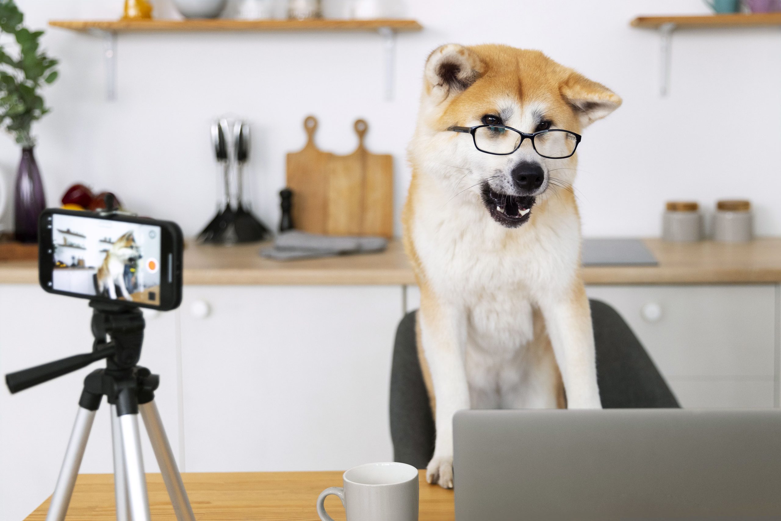 Akita hund som sitter framför datorn med glasögon på sig